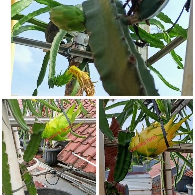 PREMIUM BIBIT buah naga kuninggrafting/sambung golden yellow isis