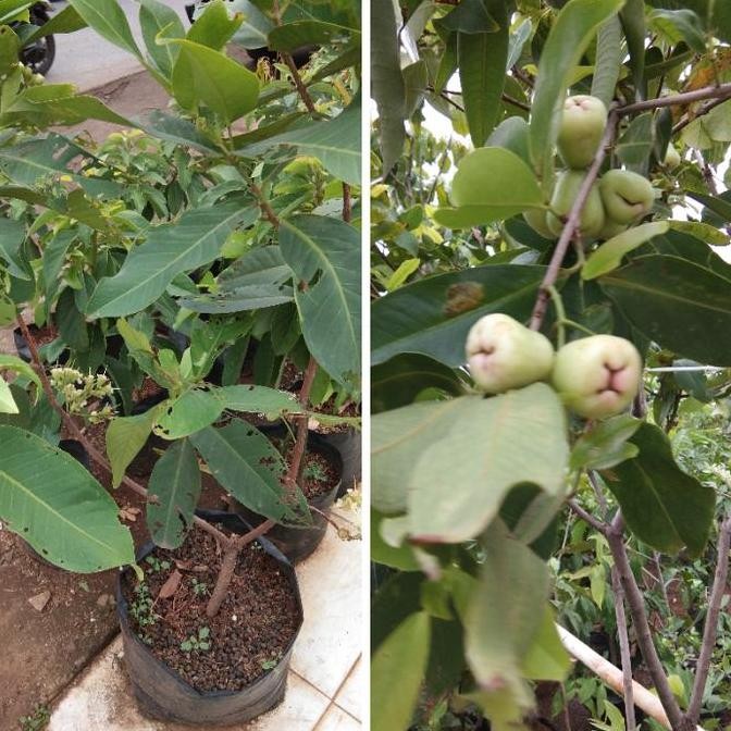 bibit pohon buah jambu air madu deli//tanaman buah jambu air madu deli PREMIUM