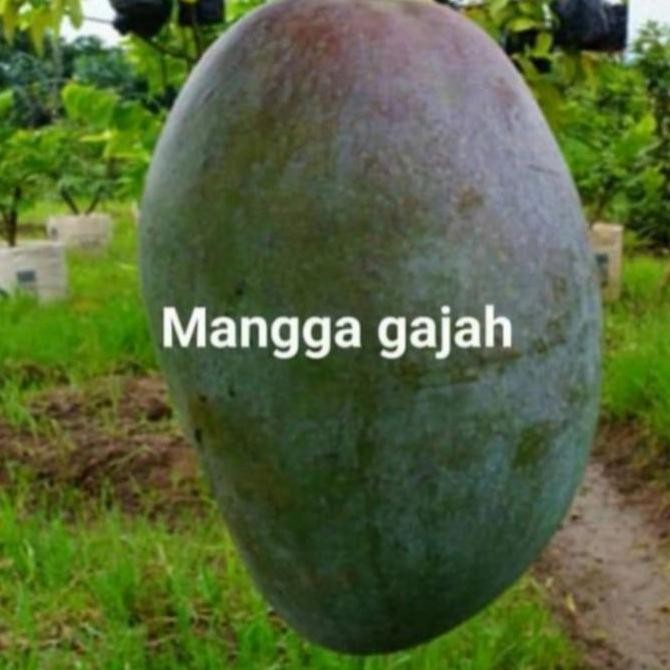 Bibit tanaman buah mangga gajah pohon mangga gajah PREMIUM