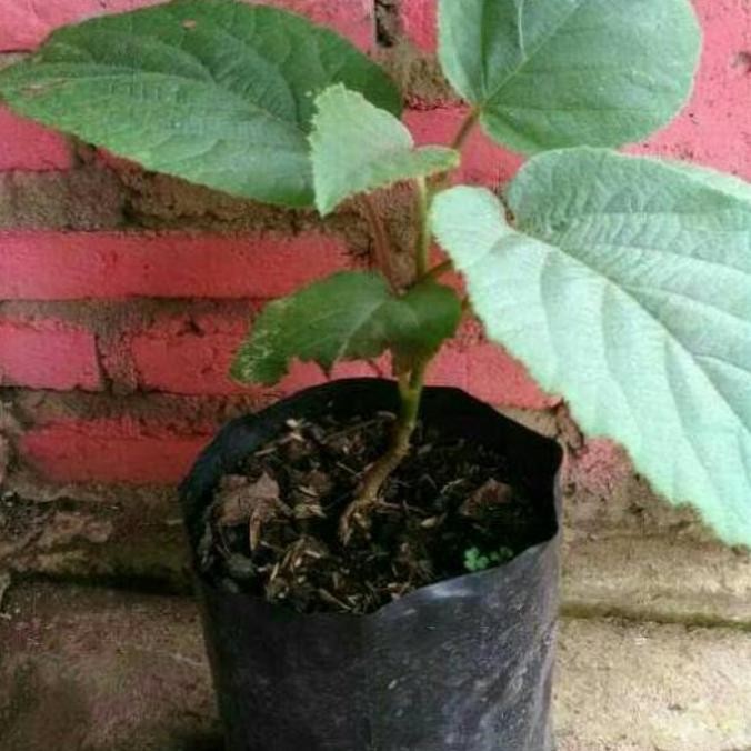 PREMIUM bibit tanaman buah kiwi gold unggul