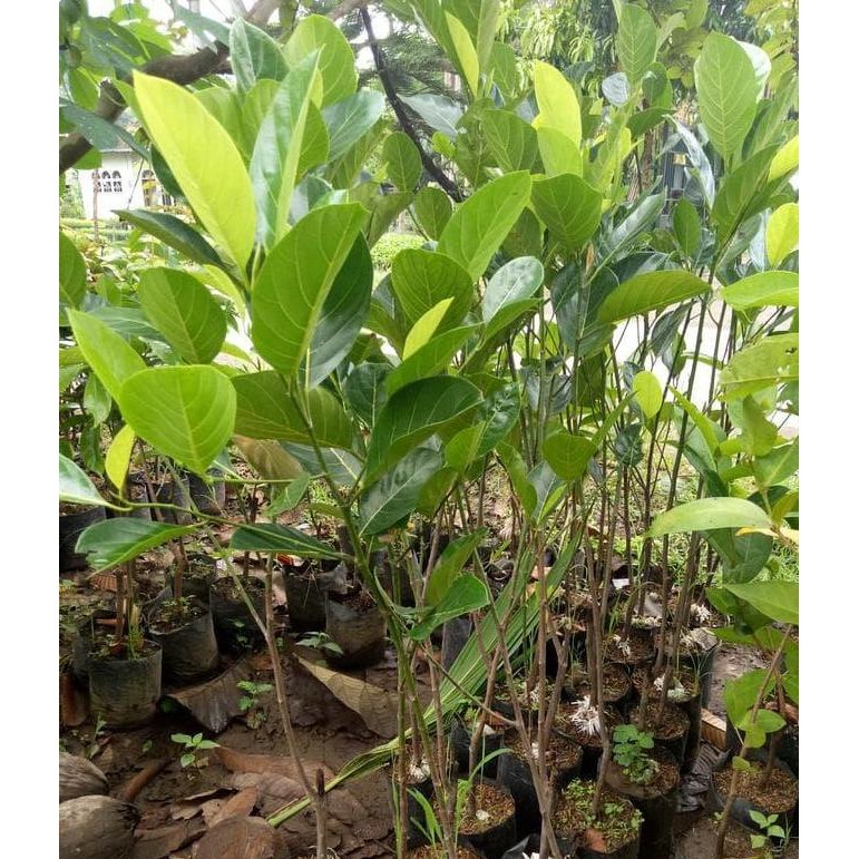 ASLI JUAL BIBIT BUAH CEMPEDAK MERAH KING BIBIT / BIJI / KW1 PREMIUM