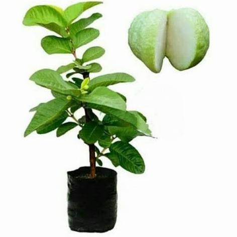 Bibit Pohon Jambu Sukun Putih/Buah Jambu Sukun PREMIUM