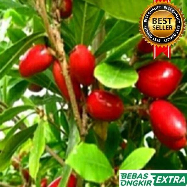 BIBIT POHON MIRACLE FRUIT Bibit Buah Ajaib Cepat Berbuah PREMIUM