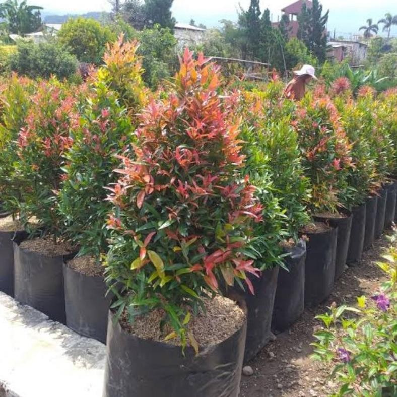 Berkualitas Tanaman Hias Pucuk Merah 1 Meter - Tanaman Pohon Pucuk Merah 1 m MURAH