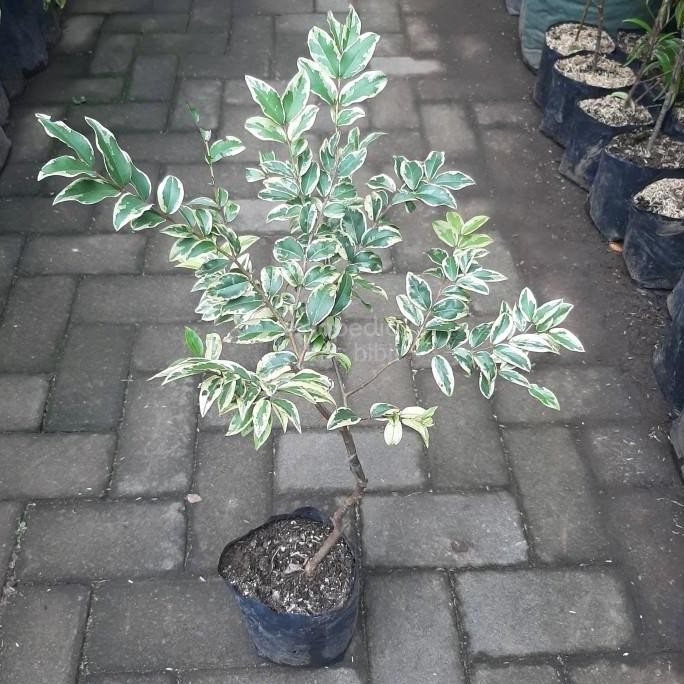 PREMIUM / Bibit Tanaman Buah Anggur Pohon Preco Variegata