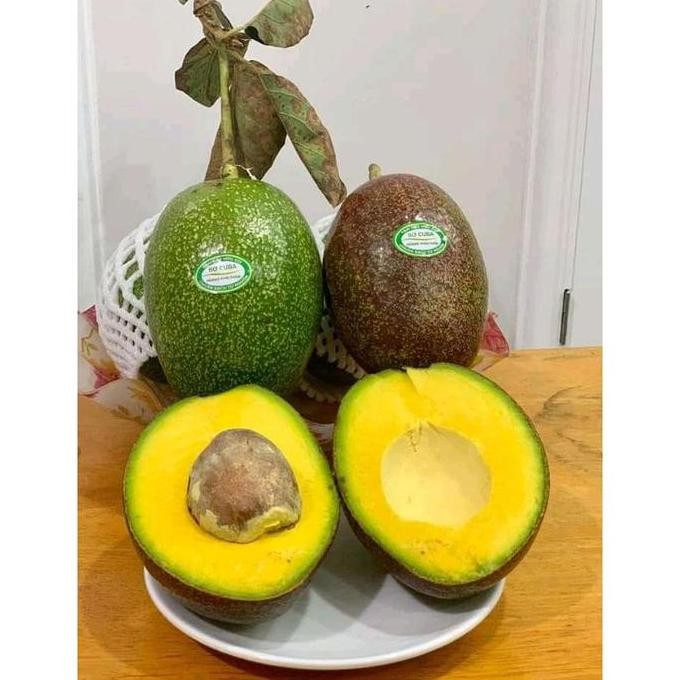 PREMIUM Bibit Tanaman Buah Alpukat Cuba Import-Bibit Pohon Alpukat Impor Cuba