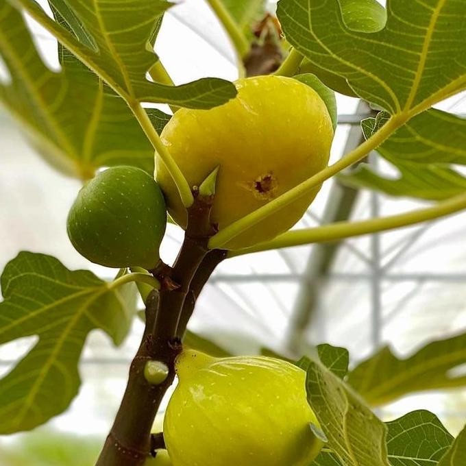 PREMIUM bibit buah tin cangkok Yellow Giant Khasi