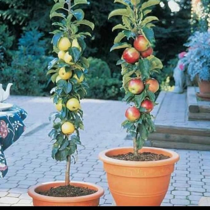 PREMIUM paket 2 bibit apel merah dan buah pir unggulan