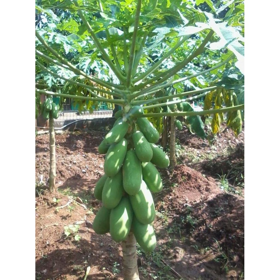 PREMIUM BIBIT TANAMAN BUAH PEPAYA / KATES CALIFORNIA