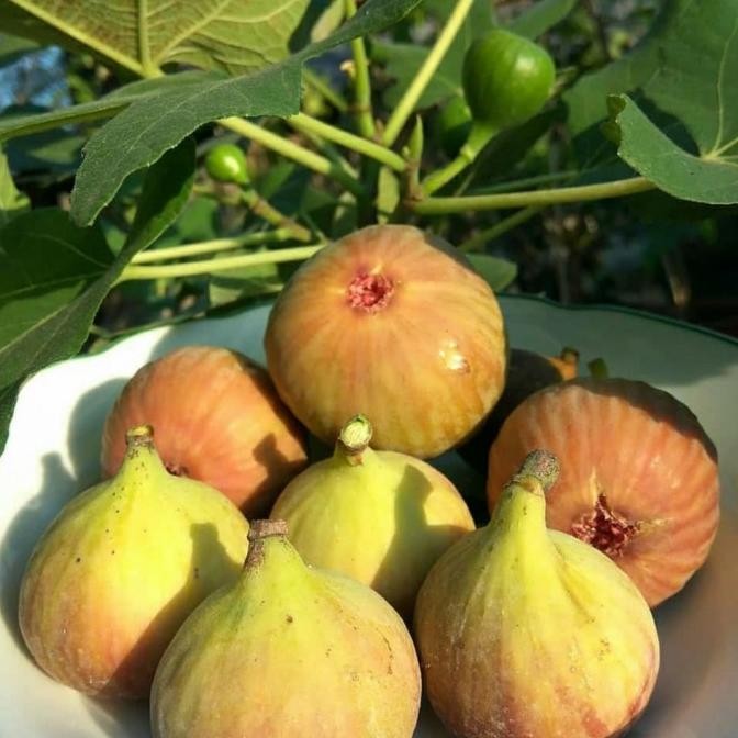 PREMIUM Bibit tanaman buah pohon tin red kondisi sudah berbuah unggul