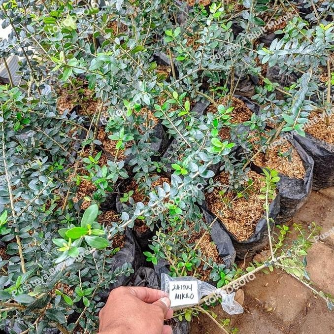 PREMIUM Bibit Tanaman Zaitun Micro Cangkok-Pohon Buah Zaitun Mikro Super Asli