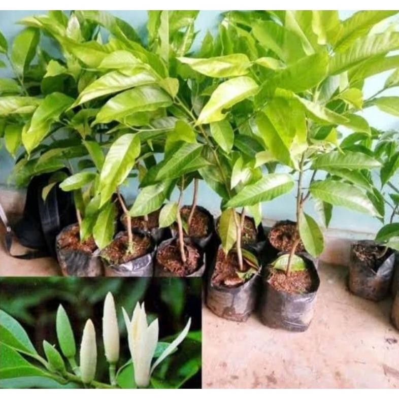 Bibit Tanaman Kembang Gading Putih/Kantil Putih Asli Olkulasi Tempel Cepat Berbunga MURAH