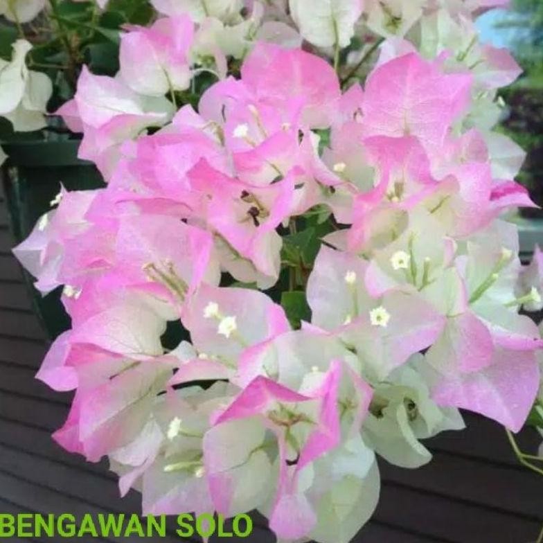 Bibit Tanaman Hias Bunga Kertas Bugenvil  Bougenville Bengawan Solo ORIAN MURAH