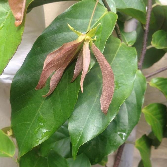 TERMURAH - Bibit Tanaman Kenanga Merah Langka Wangi