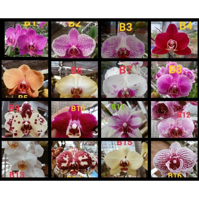 Remaja Anggrek Bulan Phalaenopsis Hybrid Warna Koleksi Bibit Bunga Tanaman Hias MURAH