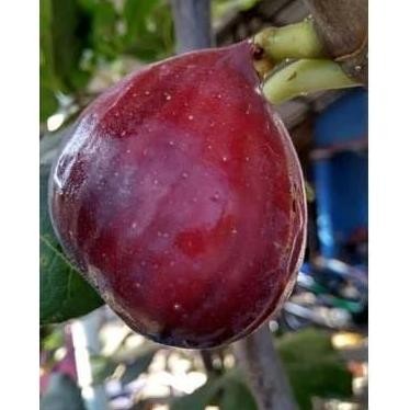 PREMIUM Bibit Buah Tin Buah Merah Jumbo