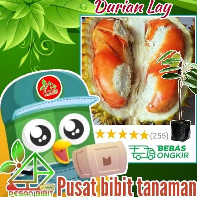 bibit tanaman buah durian lay DURIAN ORANGE durian paling PREMIUM