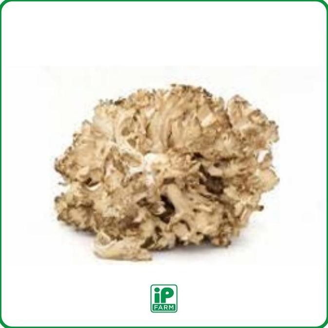 

King Of Jamur / Jamur Maitake / Maitake Mushroom / Jamur Sultan Kualitas Terbaik Harga Termurah