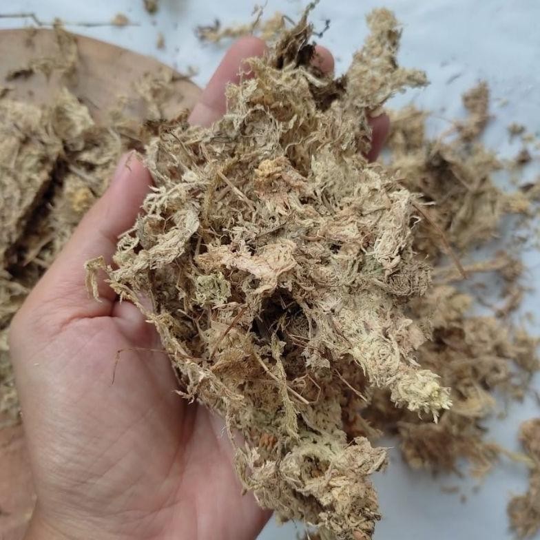 SPAGNUM MOSS LOKAL KERING MURAH