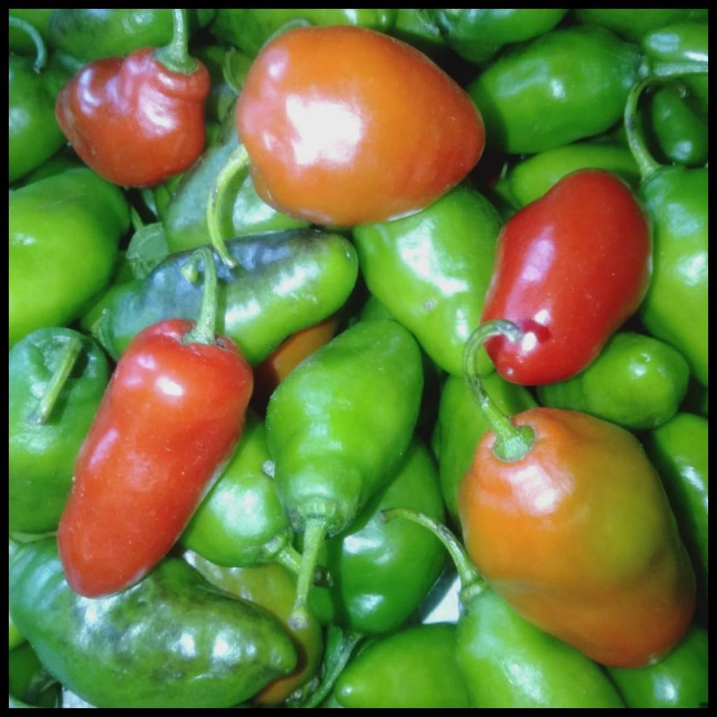 

CABE GENDOT SEGAR ISI 500GR - PAKET HEMAT BUAH/SAYURAN CABE GENDOT SEGAR CIKAJANG GARUT