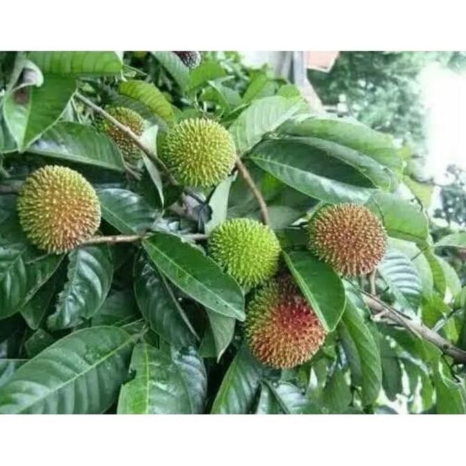 Bibit Pohon Buah Rambutan Rapiah - Tanaman Buah Rambutan Rapiah VALID