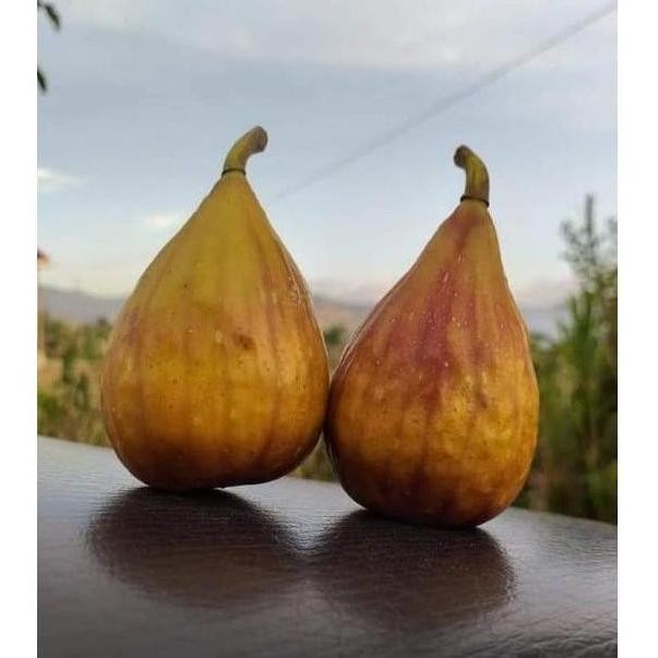 Bibit buah tin Lungo Del Portugallo jenis buah tin lonjong manis SUPER VALID