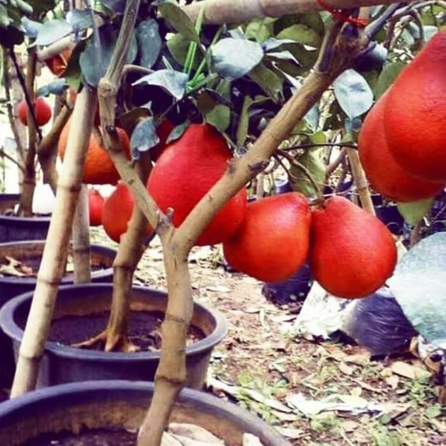 Terlaris Bisa COD Bibit Jeruk Red Pamelo Thailand Tanaman Buah Jeruk VALID