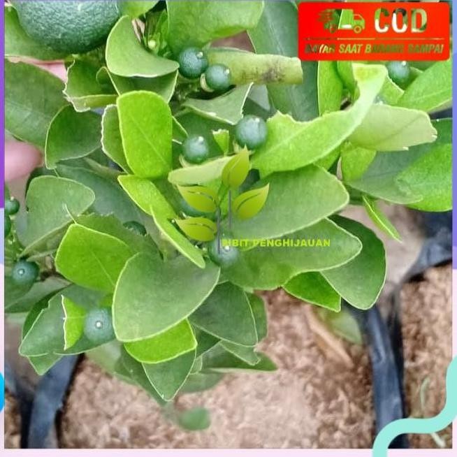 Bibit Pohon Jeruk Kip/Peras/Lemon Cina Sdh Berbuah Banyak SUPER MMMM VALID