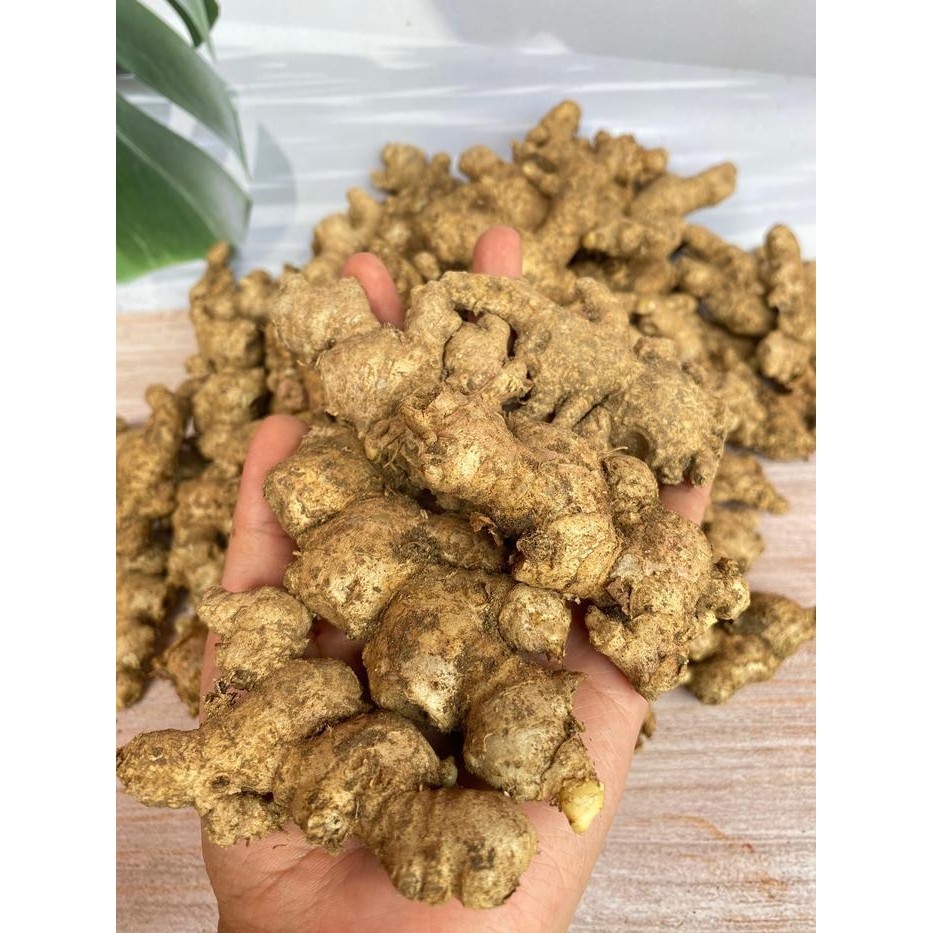 

Rps Rempah Jahe Emprit Segar 1 Kg- Jahe Pedas Fresh Lokal Untuk Bumbu Penyedap Rasa Masakan Di Dapur Spices Pedas Bahan Herbal