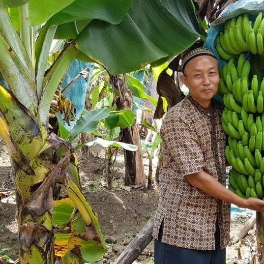 RESTOCK BIBIT TANAMAN BUAH PISANG GIANT CAVENDISH - BELI 3 GRATIS 1 ATV