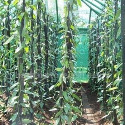 OBRAL Bibit vanili bibit stek vanili per meter vanila bibit buah vanili ATZX