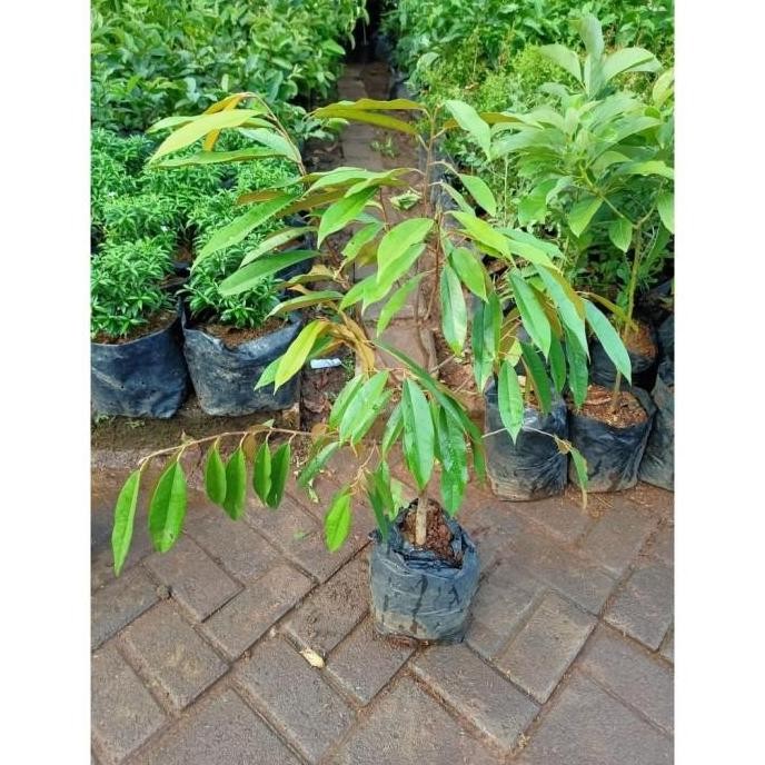 CANGKOK BIBIT TANAMAN POHON BUAH DUREN DURIAN MONTONG MUSANG PREMIUM