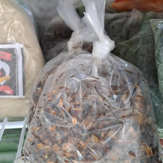 umpan laron silaru ( Umpan Galatama lele )