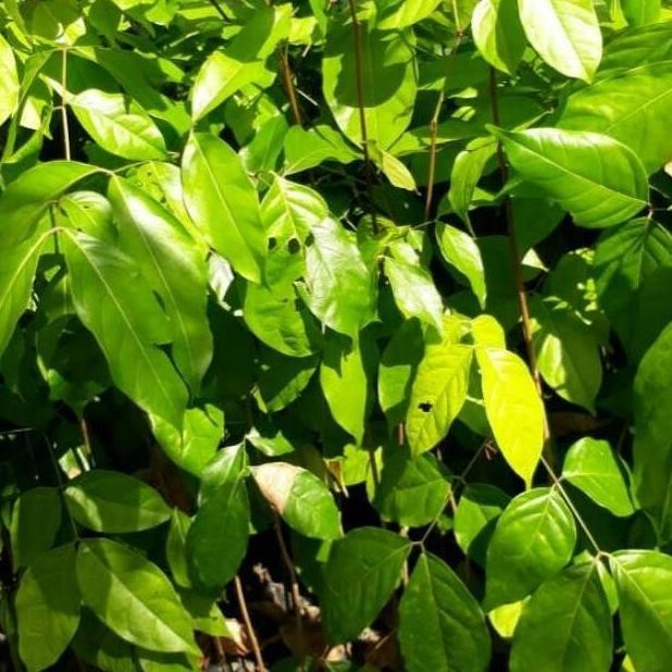 POHON Bibit Tanaman Buah Jengkol Okulasi Cepat Berbuah SUPER BISA COD