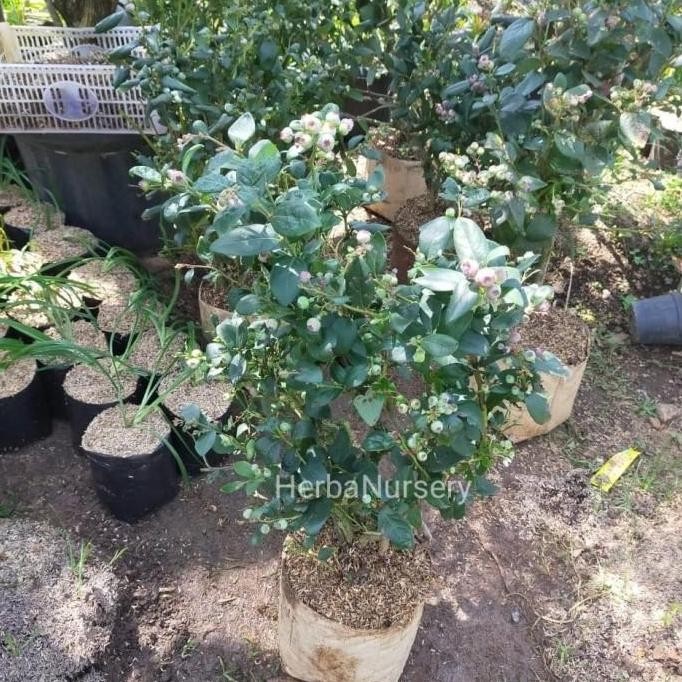 RESTOCK BIBIT POHON BLUEBERRY - POHON BUAH BLUEBERRY - BERBUAH S a BISA COD
