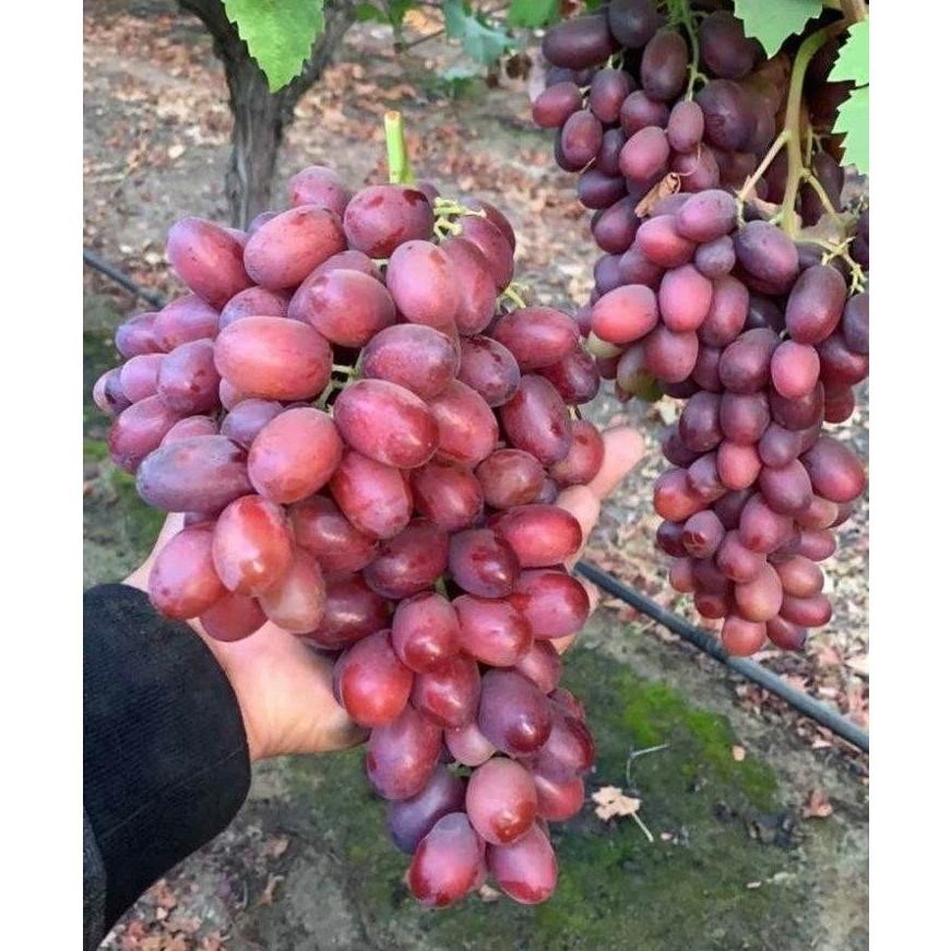Terbaru - MANGGROW - Pupuk Buah Anggur Kemasan 500ml | Pupuk Organik Cair Anggur | Pupuk Anggur