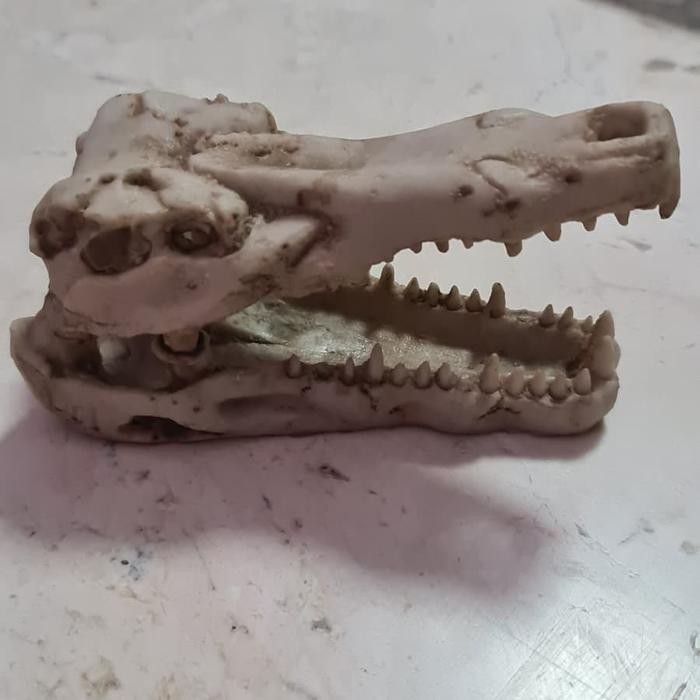 RA Tengkorak Buaya Fosil Hiasan Akuarium Terarium Dll
