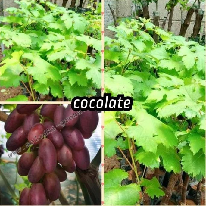 bibit anggur cocolate import stek batang
