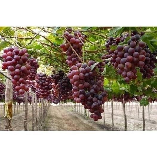 POHON Terlaris Terlaris Bibit Tanaman Buah Anggur Import Ninel cepat TERLARIS