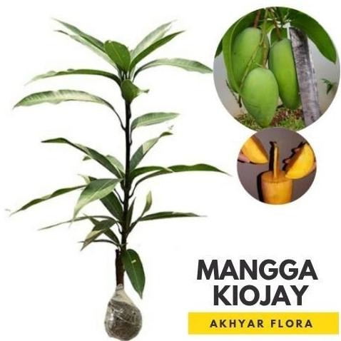 POHON Bibit Mangga Kiojay Pohon Mangga Bibit Buah Mangga Kiojay DDDD TERLARIS
