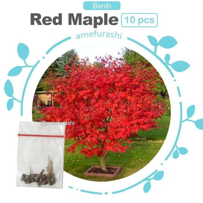 Bibit Maple Jepang Inazuma Tree Red Maple Pohon Maple Unik