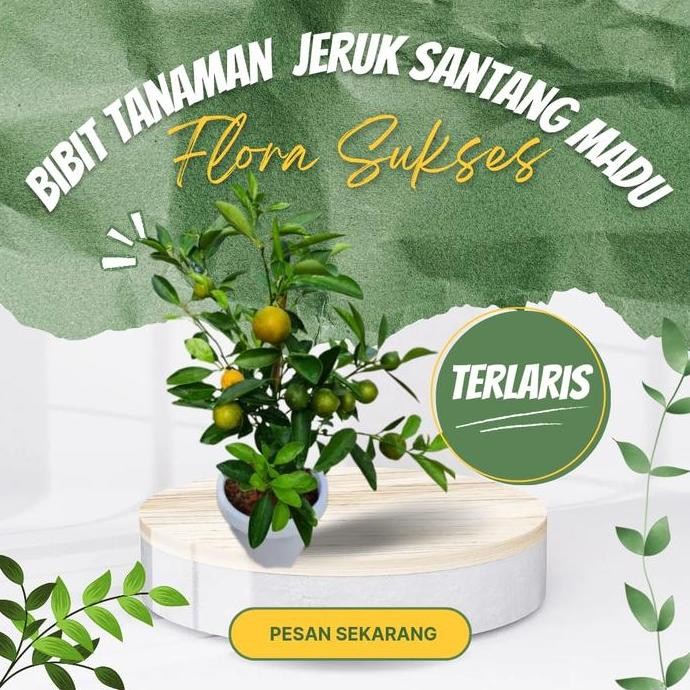 Bibit Tanaman Pohon Jeruk Santang Madu Bibit Jeruk Santang Madu