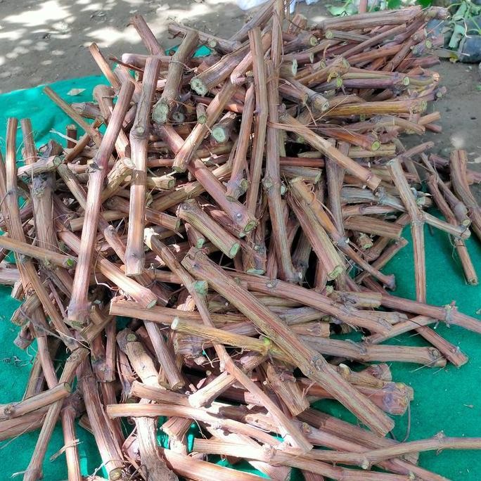 Cutting atau batang bawah anggur rootstock