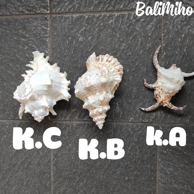 

```````] KERANG HIAS/CANGKANG KERANG LAUT/HIASAN KERANG/SEASHELL/SEASHELLS