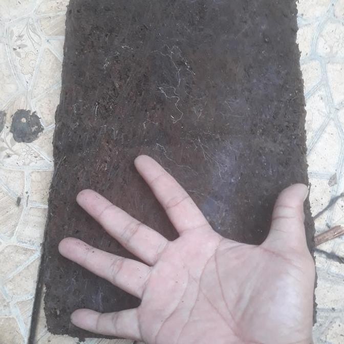 

PROMO DISKON - Pakis lempeng ikat