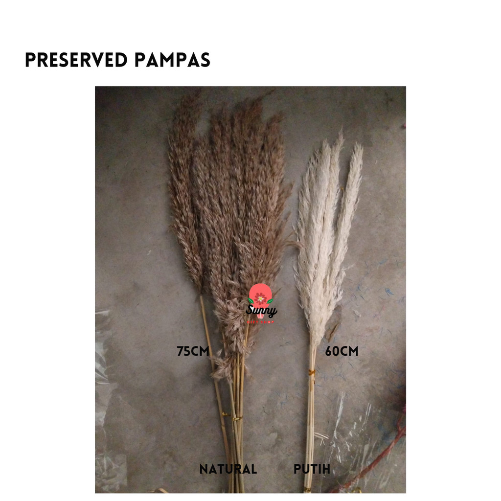 Bulu Pampas /tangkai / AMAS LOKAL/PAMPAS BULU PUTIH /PAMPAS NATURAL BAHAN DEKORASI