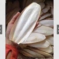 

Tr21 Qv21 Tulang Sotong Sedang 1 Pcs Ukuran 10Cm - 14Cm Cuttle Fich Cuttlefish Bone Cangkang Cumi Sumber Kalsium Mineral Untuk Burung Harian Dan Ternak Kenari Merpati Murai Perkutut Lovebird Falk Parrot Hamster Kura-Kura Cocok Juga Dihaluskan Umpan