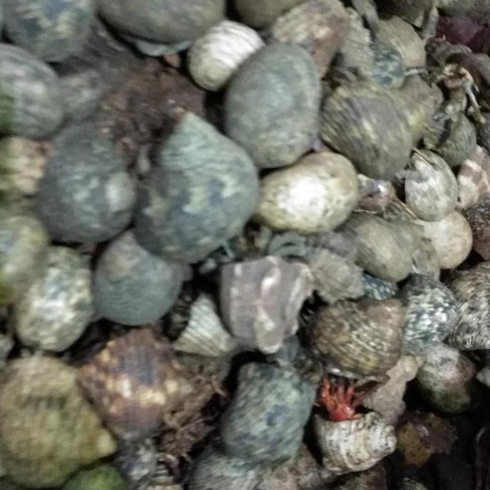 kelomang umang-umang,umpan mancing per 30 biji