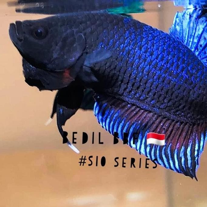 Ikan Cupang Aduan/Fighter Import Ipoh Malaysia