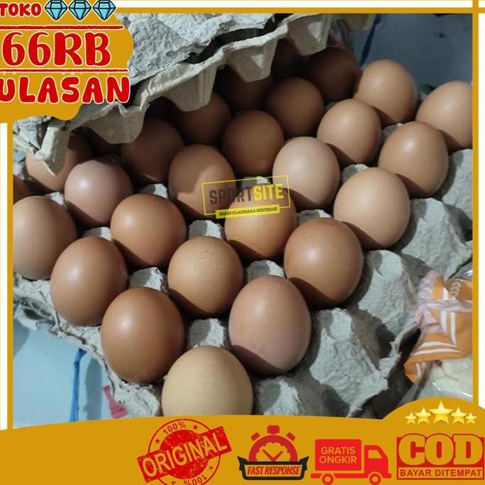 

Telur Ayam Negeri Segar 1kg Bahan Pokok Kebutuhan Pelengkap Masak Makanan Food Cooking Ingredients Fresh Chicken Eggs 1 kg
